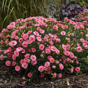Dianthus, Fruit Punch Classic Coral #1
